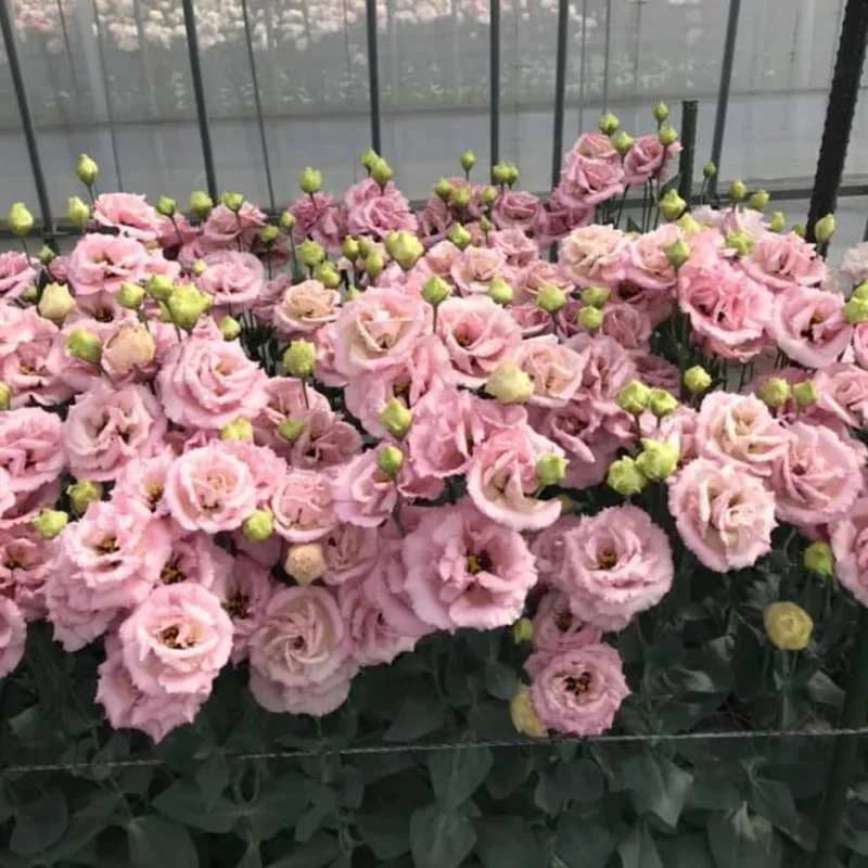 Eustoma Lisianthus Live Plants - 3 Starter Plugs, Thornless Love Rose, Zones 8-10