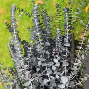 Eucalyptus Bush Plant Live Starter Plugs - 3-5 Inch Outdoor Tree - Fragrant