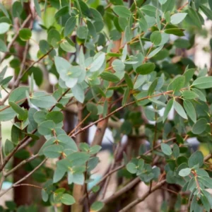 Eucalyptus Bush Plant Live Starter Plugs - 3-5 Inch Outdoor Tree - Fragrant