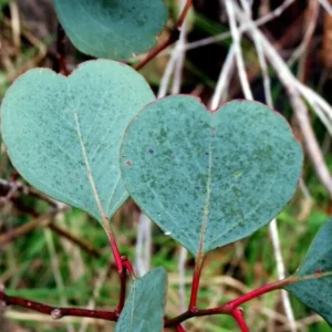 Eucalyptus Bush Plant Live Starter Plugs - 3-5 Inch Outdoor Tree - Fragrant