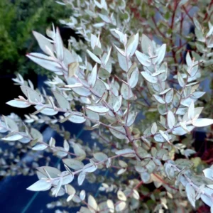 Eucalyptus Bush Plant Live Starter Plugs - 3-5 Inch Outdoor Tree - Fragrant