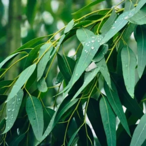 Eucalyptus Trees Live Plants Set - Starter Size Fragrant Easy-Care Cold Hardy