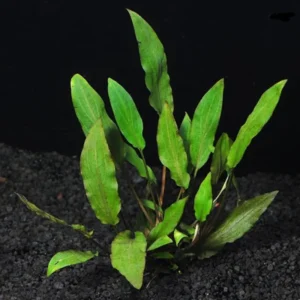 Cryptocoryne Wendtii Live Aquarium Plant Freshwater Aquatic Decor