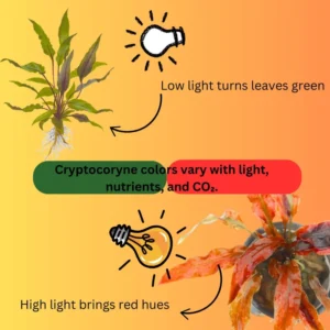 Cryptocoryne Wendtii Live Aquarium Plant Freshwater Aquatic Decor