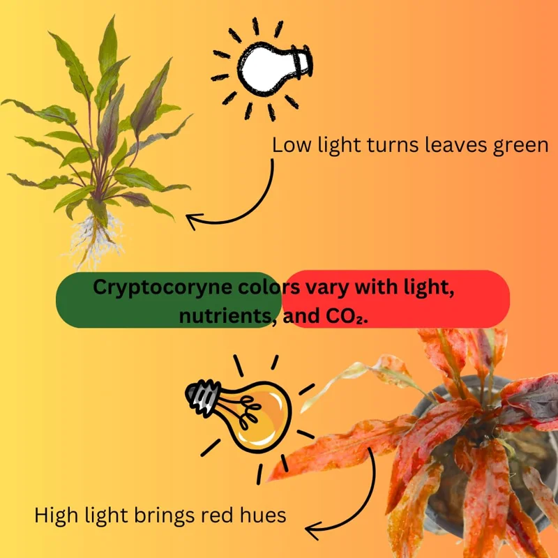 Cryptocoryne Wendtii Live Aquarium Plant Freshwater Aquatic Decor