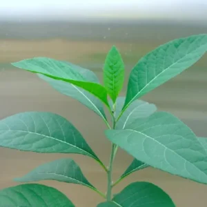 Spinach Live Plants Combo - 4-6 Inch Starter Tree - High Yield Vegetable