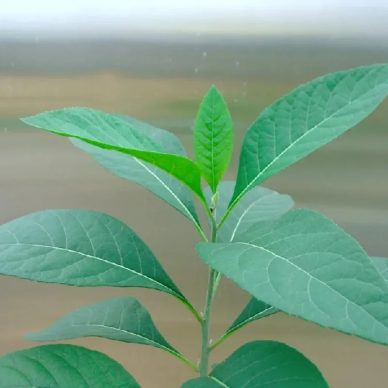 Spinach Live Plants Combo - 4-6 Inch Starter Tree - High Yield Vegetable