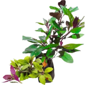 Spinach Live Plants Combo - 4-6 Inch Starter Tree - High Yield Vegetable