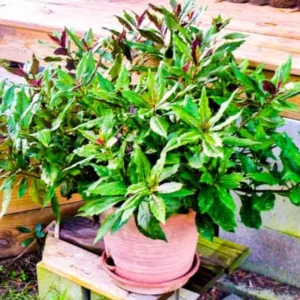 Spinach Plants Live 3-Pack Starter Plants - Easy to Grow, High Yield