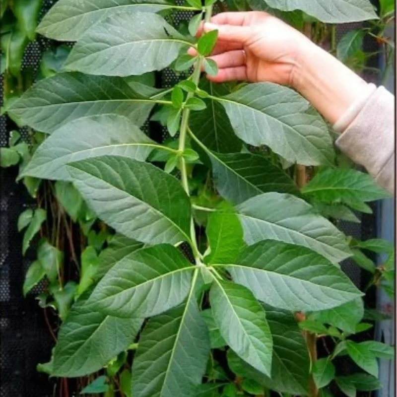 Spinach Plants Live 3-Pack Starter Plants - Easy to Grow, High Yield