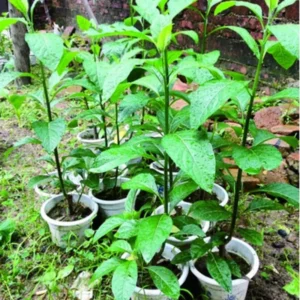 Spinach Plants Starter - Live Plants 4-6 Inch Tall - High Yield Vegetable Plants