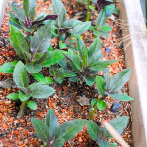 Spinach Plants Starter - Live Plants 4-6 Inch Tall - High Yield Vegetable Plants