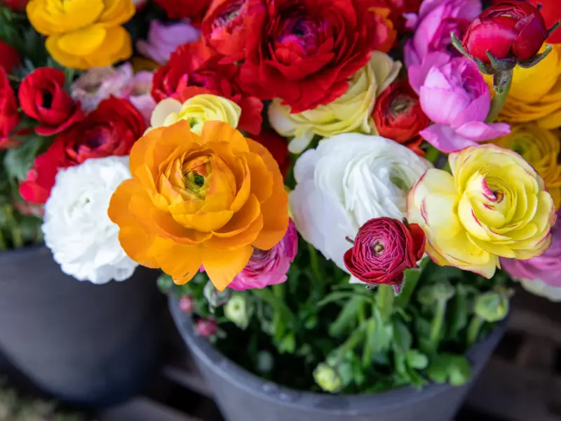 Peony, Best Plants for Mother's Day