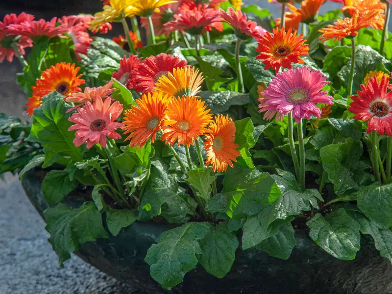 Gerbera Daisy, Best Plants for Mother's Day