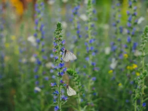 simple ways to create a wildlife garden