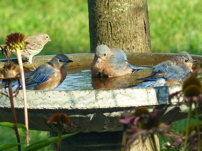 Provide Food and Water for Wildlife