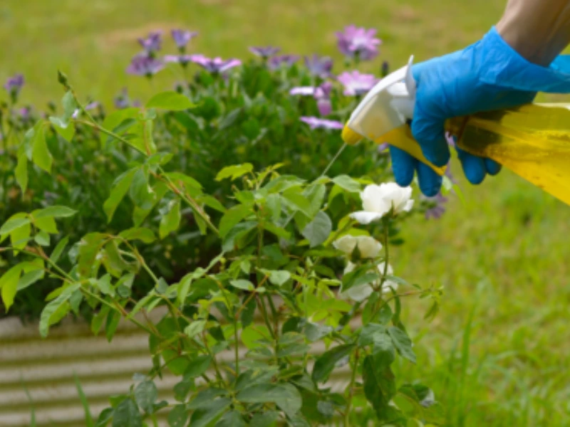 Natural Pest Control Methods by neem oil