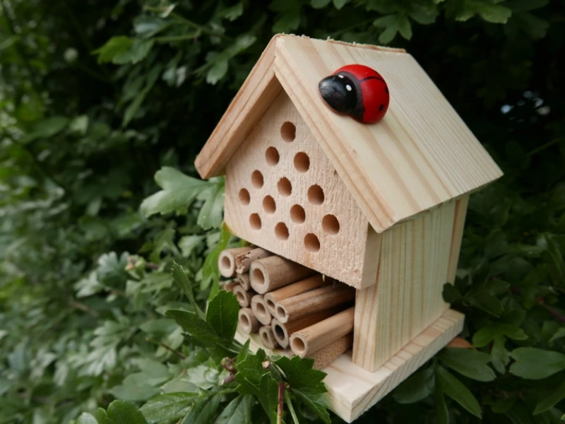 Bee Hotels: A bee hotel is a small structure with holes for solitary bees to nest.