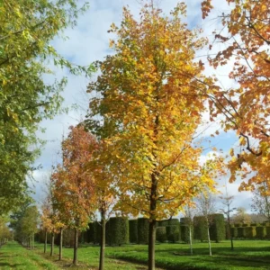 Silver Maple Tree Plants - 2 Live Bare-roots 12-18" Tall