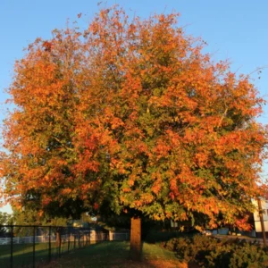 Maple Tree Live Plant Bare-root - 12-18