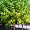 Maple Tree Live Plant Bare-root - 12-18" Tall Maple Plant