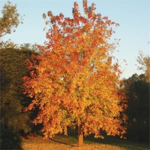 Maple Tree Live Plant Bare-root - 12-18