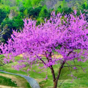 Eastern Redbud Tree Bare-root Bundle - 5 Seedlings for Spring Planting