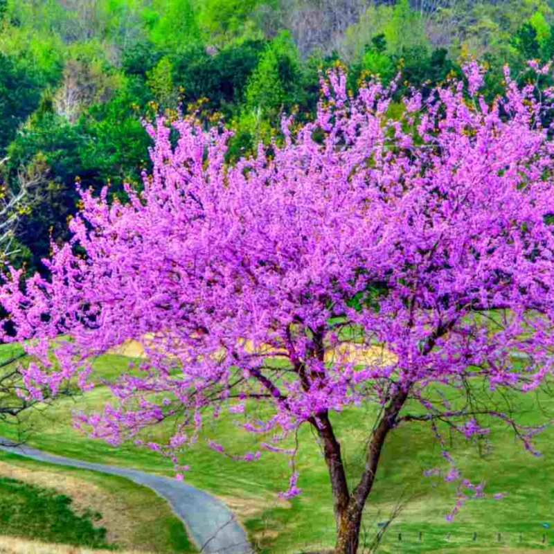 Eastern Redbud Tree Bare-root Bundle - 5 Seedlings for Spring Planting