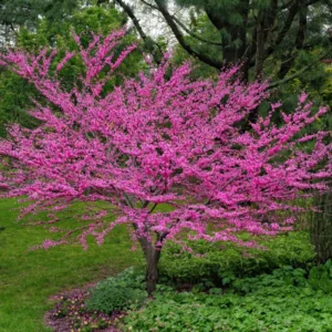 Eastern Redbud Tree Bare-root Bundle - 5 Seedlings for Spring Planting