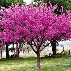 Eastern Redbud Tree Bare-root Bundle - 5 Seedlings for Spring Planting