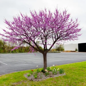 Eastern Redbud Tree Bare-root Bundle - 5 Seedlings for Spring Planting