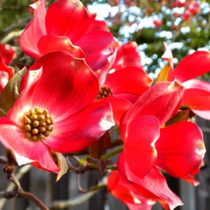 Bare-root Dogwood Tree 18-24 inch Tall - Flowering Tree Sapling