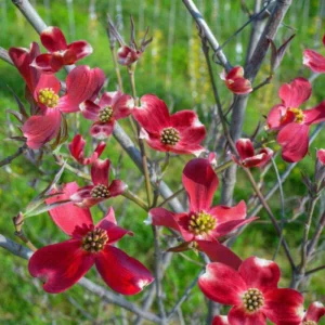 Bare-root Dogwood Tree 18-24 inch Tall - Flowering Tree Sapling