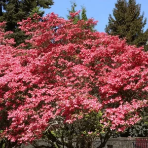 Bare-root Dogwood Tree 18-24 inch Tall - Flowering Tree Sapling