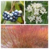 Silky Dogwood Trees Live Plants Bare-root Bundle of 3