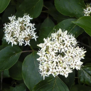 Silky Dogwood Trees Live Plants Bare-root Bundle of 3