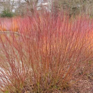 Silky Dogwood Trees Live Plants Bare-root Bundle of 3