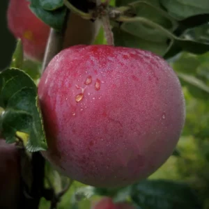 Apple Fruit Tree - Gallon Size, 18-24 Inch Tall - Home Grown Apples