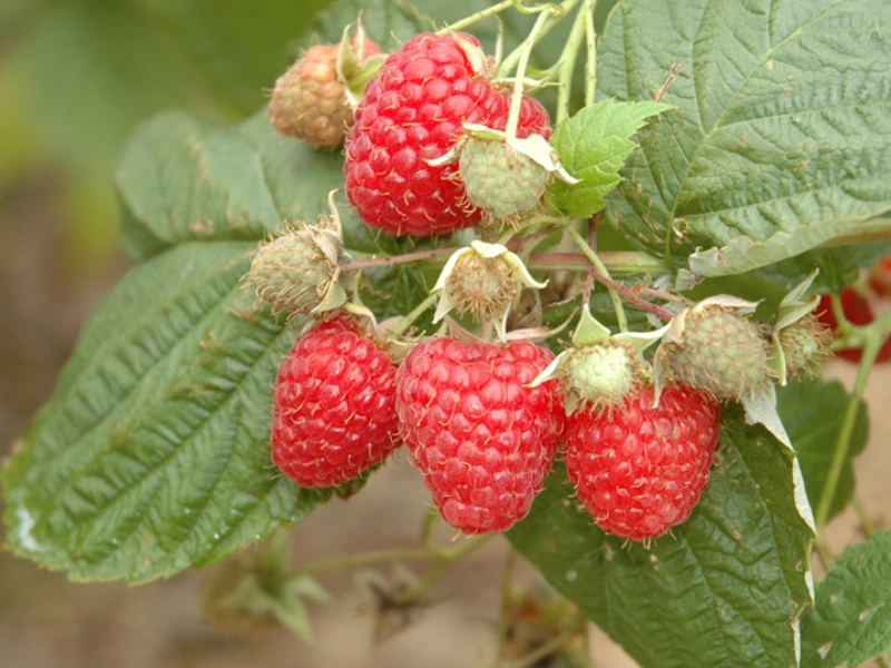 Glen Ample raspberry