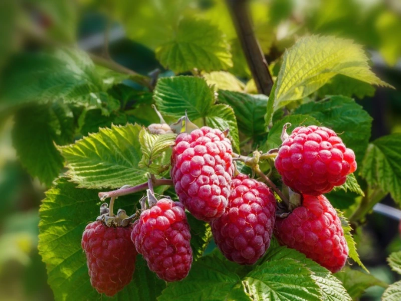 Caroline raspberry, best raspberries to grow