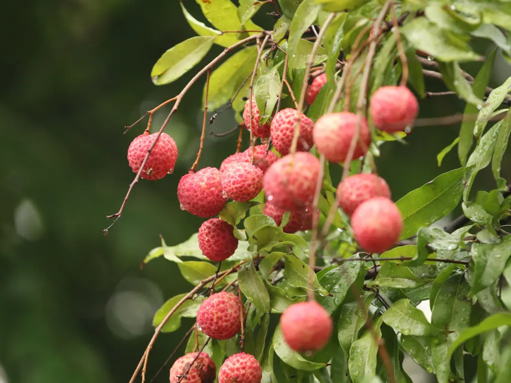 Ripe lychee fruits hanging on branches of a healthy tree.