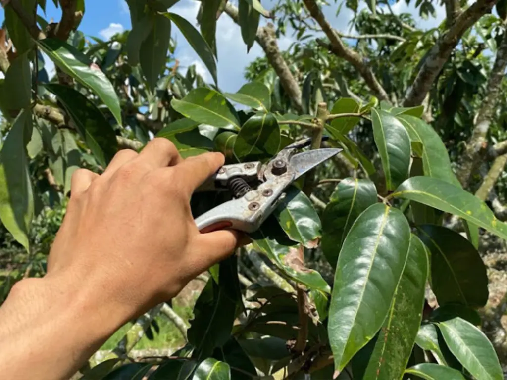 Person pruning a lychee tree with gardening shears, Lychee Spring Care