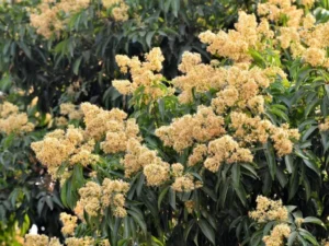Lychee tree in full bloom with clusters of small flowers.