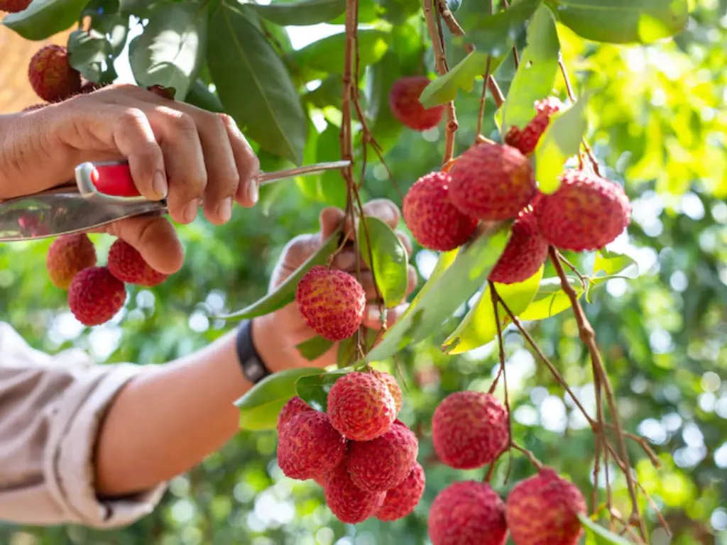 Harvesting ripe lychee fruits is a rewarding process, ensuring you enjoy the freshest fruits, Lychee Trees