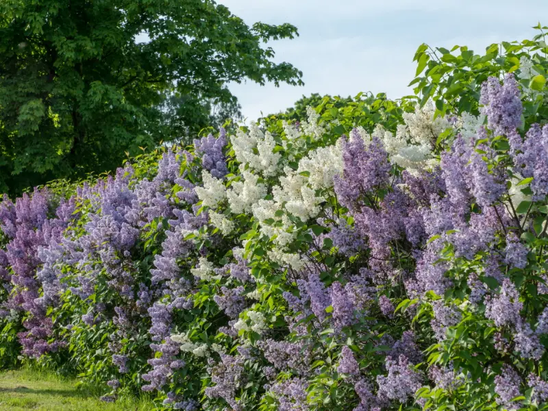 Lilac (Syringa vulgaris)
