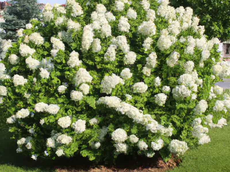 Viburnum (Viburnum spp.), Best Flowering Shrubs