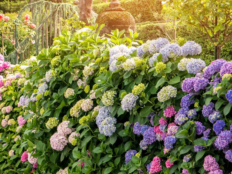 Hydrangea hedges, colorful hedges