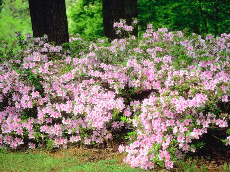 Azalea (Rhododendron spp.)