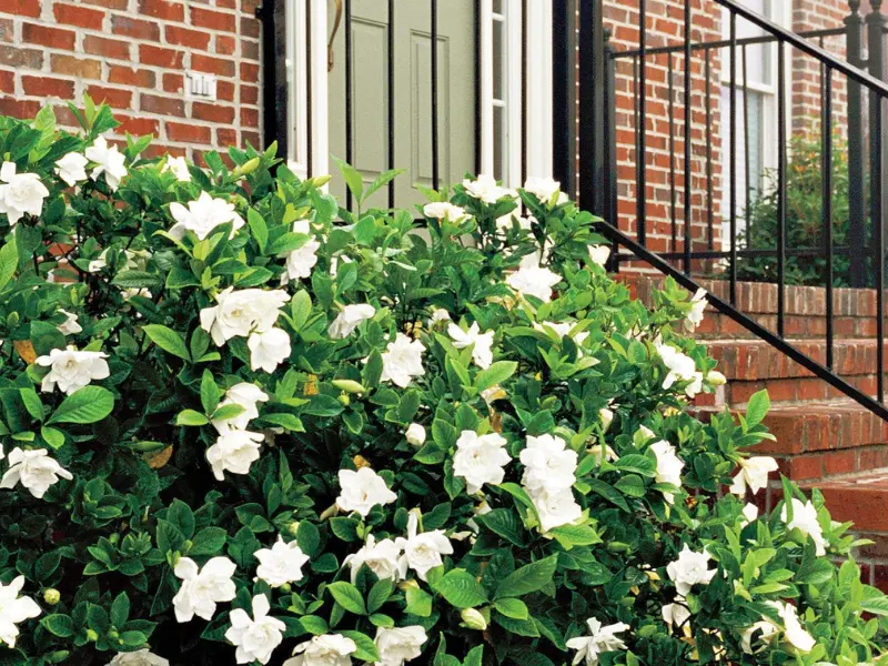 Gardenia (Gardenia jasminoides)