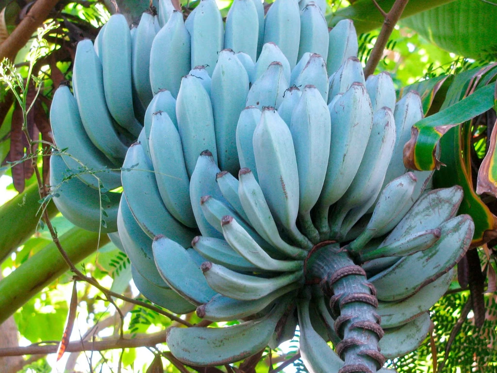 How to Grow a Blue Java Banana Tree: A Beginner’s Guide